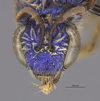 Media type: image;   Entomology 32617 Aspect: head frontal view